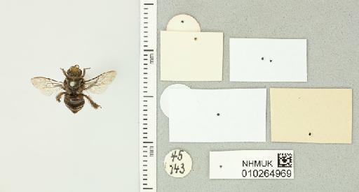 Anthophora fulvifrons Smith, F., 1854 - 010264969_additional