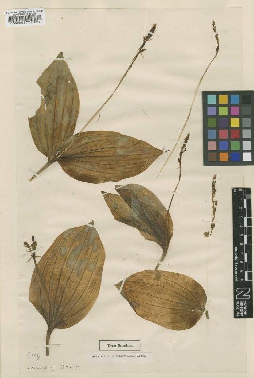Liparis platyphylla Ridl. - BM000088577