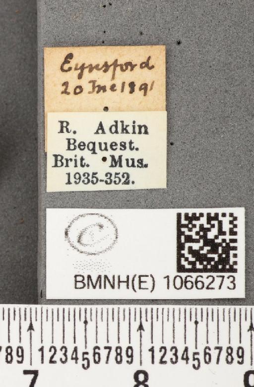 Coenonympha pamphilus (Linnaeus, 1758) - BMNHE_1066273_label_27549