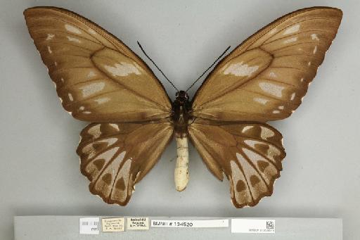 Ornithoptera priamus urvillianus Guérin-Méneville, 1829 - 013604579__