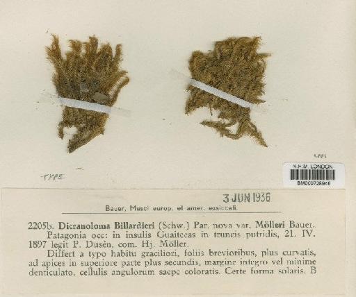 Dicranoloma billardieri var. molleri Bauer - BM000728946