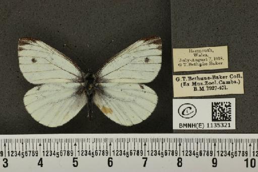 Pieris napi sabellicae Stephens, 1827 - BMNHE_1135321_89189