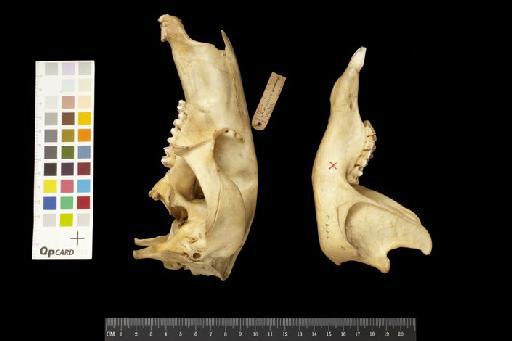 Macropus robustus woodwardi Thomas, 1901 - 1900.6.1.1_Skull_Lateral