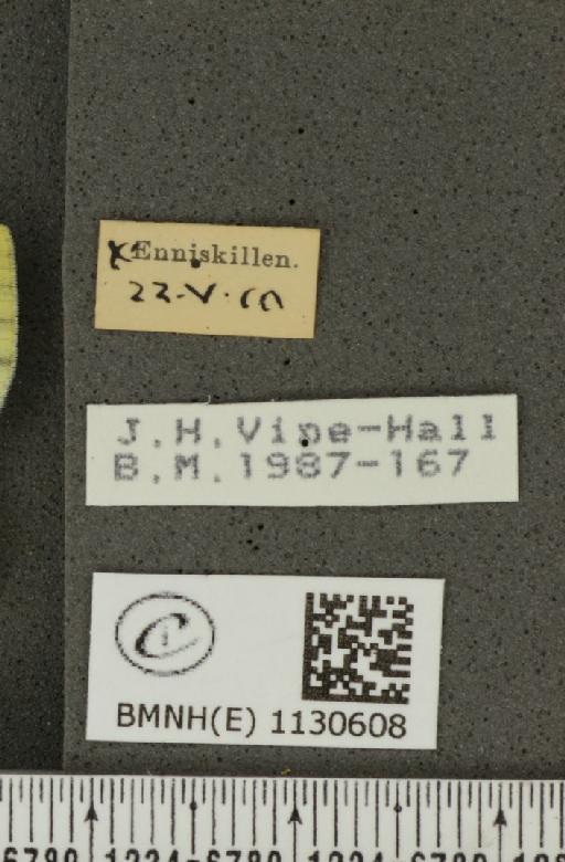 Pieris napi britannica Müller & Kautz, 1939 - BMNHE_1130608_label_86483