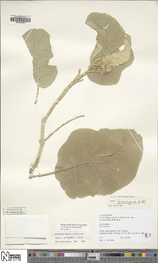 Solanum lycocarpum A.St.-Hil. - BM000934983