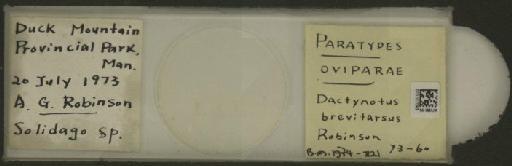 Uroleucon (Lambersius) breviscriptum Palmer, 1936 - 010107093_112821_1096629