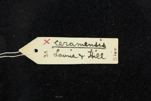 Hipposideros diadema ceramensis Laurie and  Hill, 1954 - 1920_7_26_3-Hipposideros_diadema_ceramensis-Holotype-Skull-label_reverse