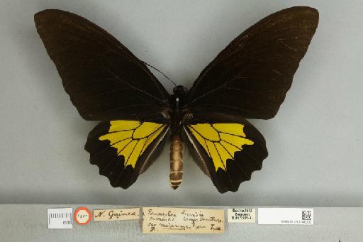 Troides oblongomaculatus papuensis (Wallace, 1865) - 013748233__599313