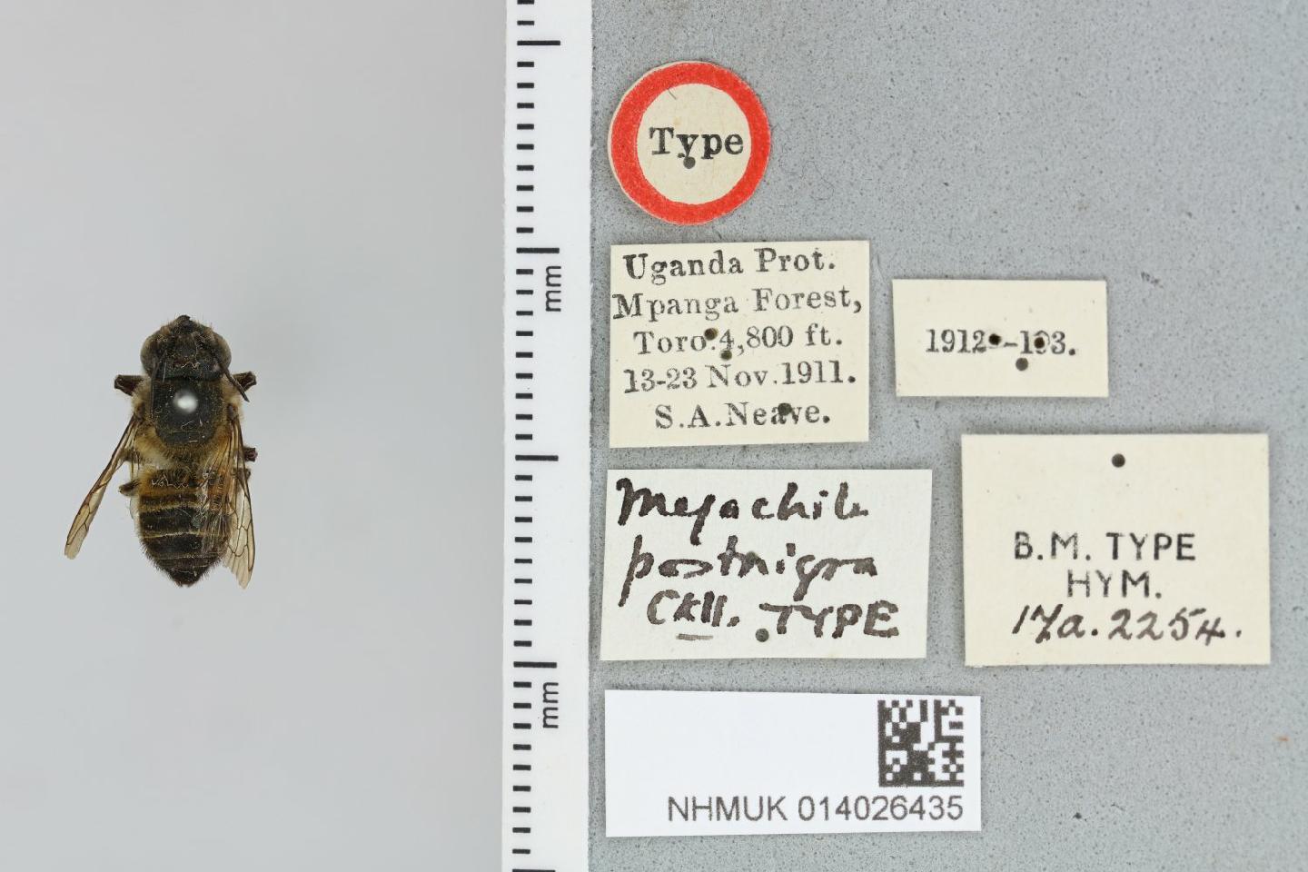 Megachile postnigra