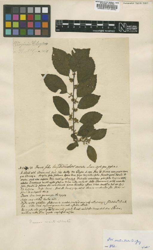 Prinos verticillatus L. - BM000051138