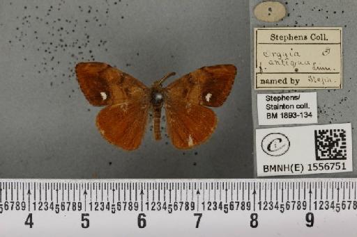 Orgyia antiqua (Linnaeus, 1758) - BMNHE_1556751_256563