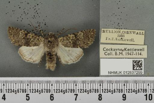 Polymixis xanthomista statices (Gregson, 1869) - NHMUK_012537299_646432