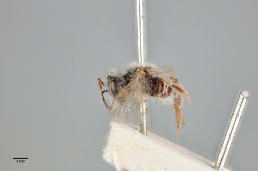 Andrena (Chrysandrena) unita Nurse, 1904 - 014025050_lateral