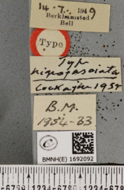 Nola cucullatella ab. nigrofasciata Cockayne, 1954 - BMNHE_1692092_label_292051