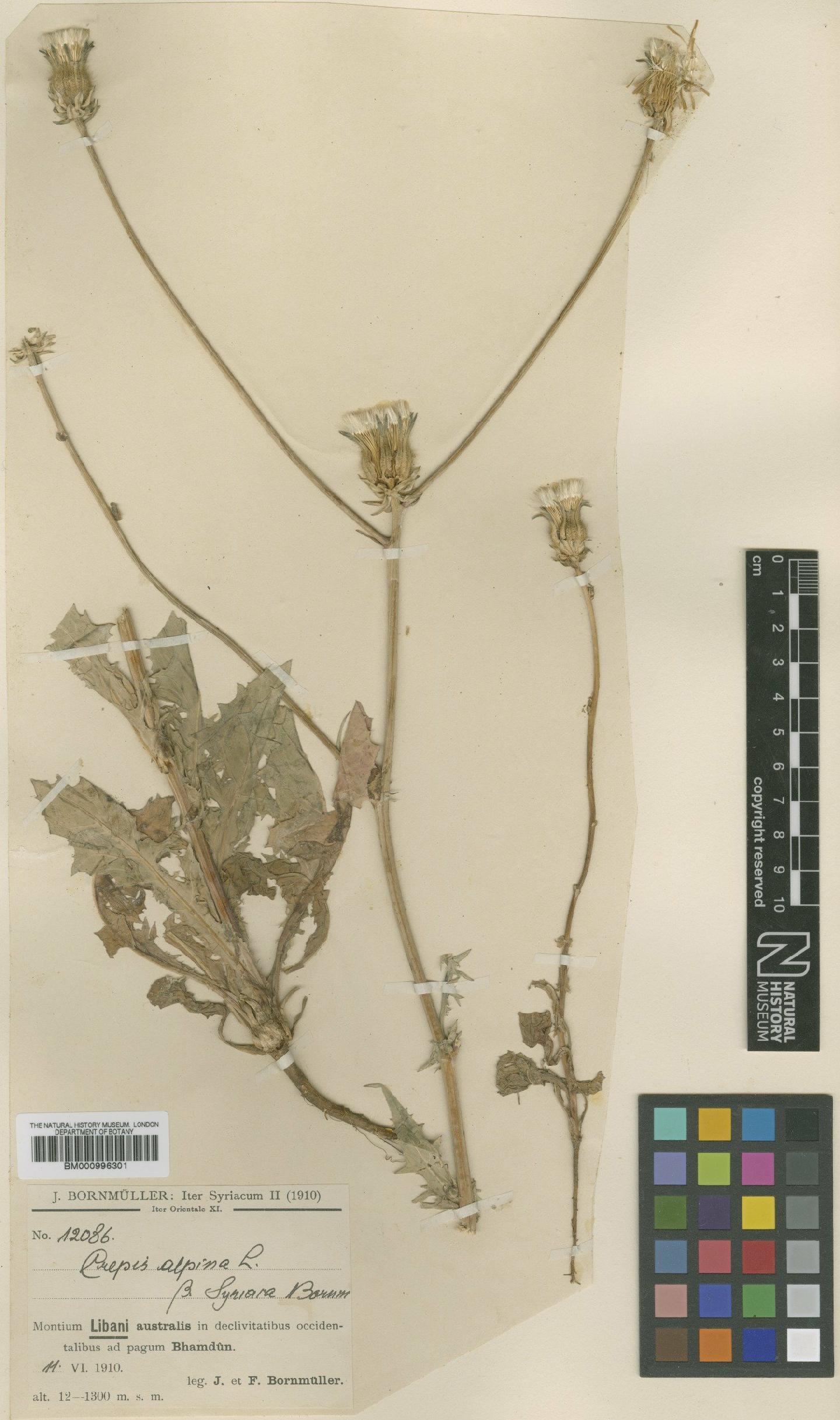 To NHMUK collection (Crepis syriaca (Bornm.) Babc. & Navashin; Type; NHMUK:ecatalogue:481505)