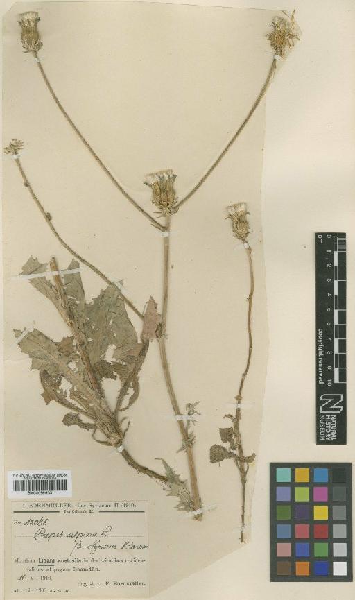 Crepis syriaca (Bornm.) Babc. & Navashin - BM000996301