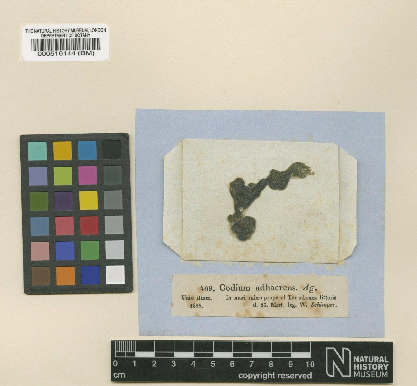 To NHMUK collection (Codium arabicum Kütz.; Isotype; NHMUK:ecatalogue:4830697)