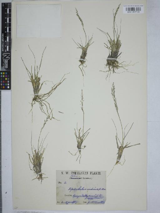 Sporobolus indicus (L.) R.Br. - 012547429