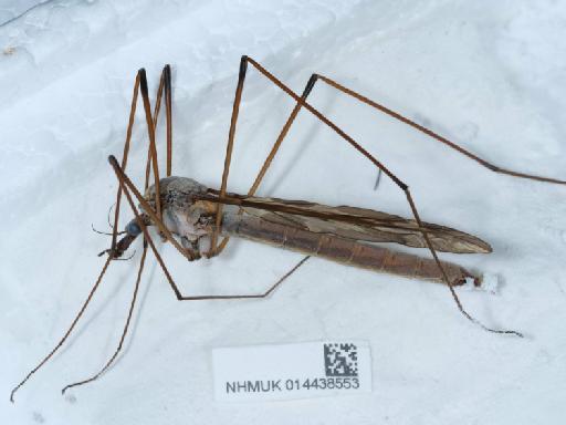 Tipula (Acutipula) maxima balcanica Vermoolen, 1983 - 014438553_1