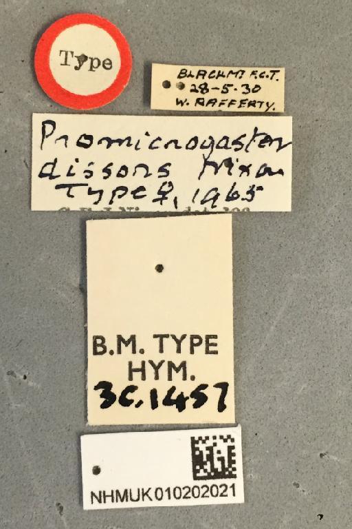 Promicrogaster dissors Nixon, G., 1965 - Promicrogaster_dissors_010202021_labels