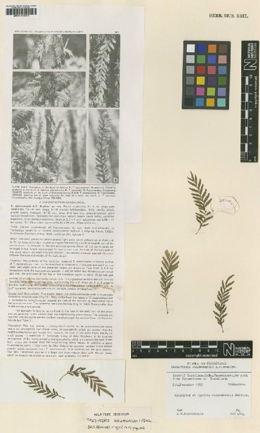 Tmesipteris solomonenesis A.F.Braithw. - BM001038003