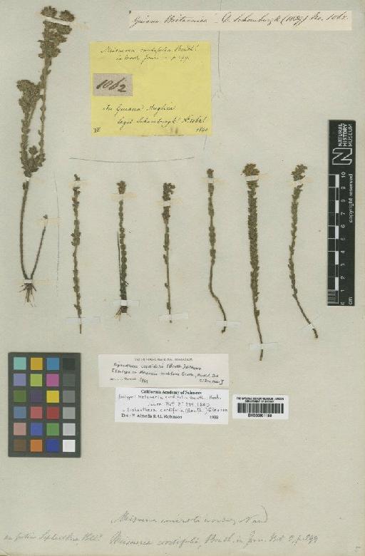 Siphanthera cordifolia (Benth.) Gleason - BM000901188