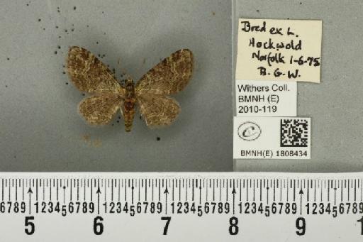 Pasiphila rectangulata (Linnaeus, 1758) - BMNHE_1808434_397557