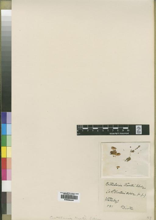 Crotalaria kurtii Schinz - BM000843245