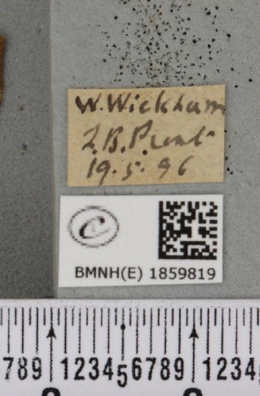 Pseudopanthera macularia (Linnaeus, 1758) - BMNHE_1859819_label_430156