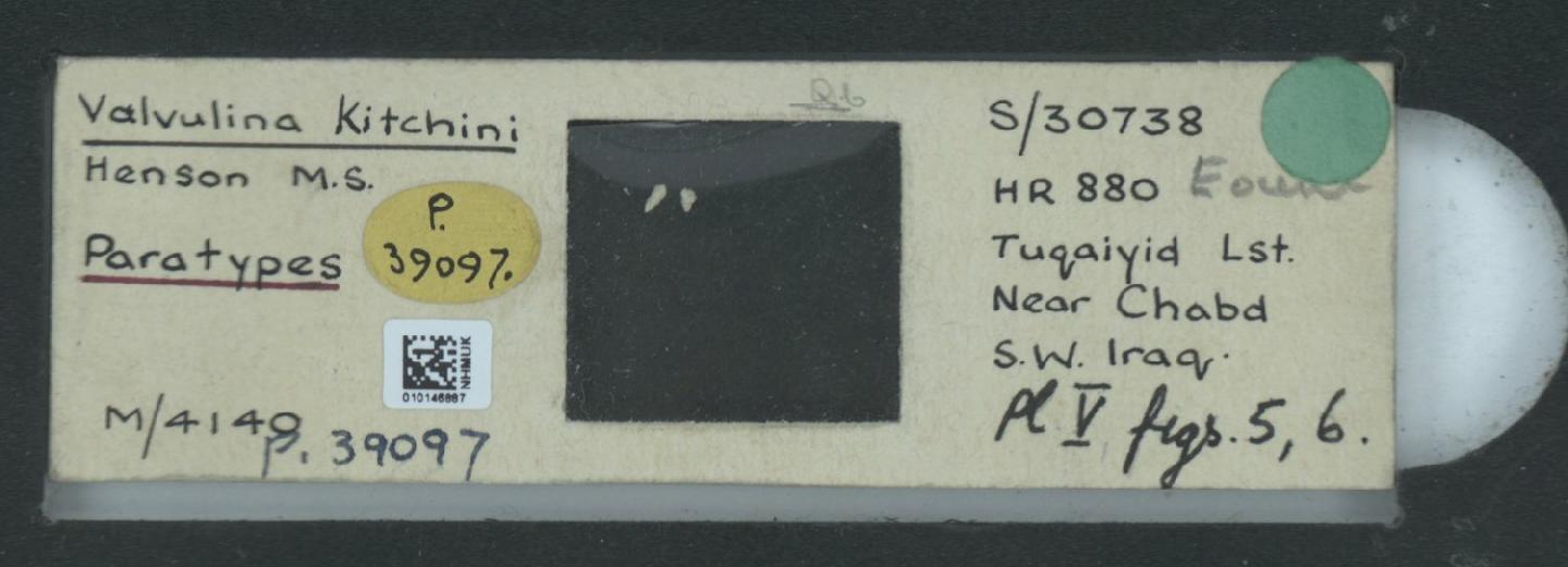 To NHMUK collection (Valvulina kitchini Henson, 1948; Paratype; NHMUK:ecatalogue:6531188)