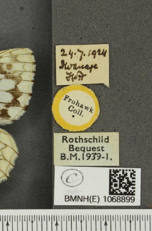 Melanargia galathea serena Verity, 1913 - BMNHE_1068899_label_34621