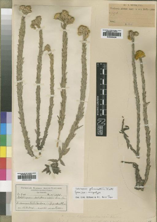 Helichrysum glomeratum Klatt - BM000924086