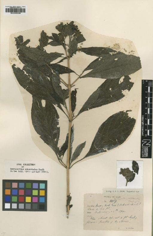 Cystacanthus abbreviatus Craib - BM000950064