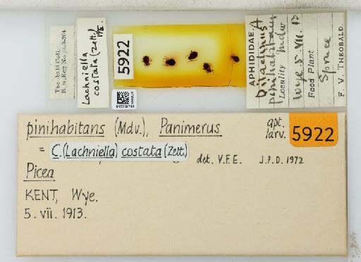 Cinara (Lachniella) costata Zetterstedt, 1828 - 015259791_113020_1093889_835815_NoStatus