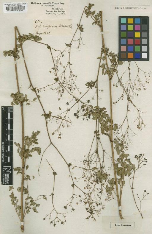 Thalictrum cornuti L. - BM000559564