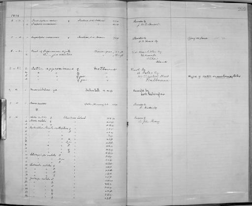 Accipiter fasciatus fasciatus - Zoology Accessions Register: Aves (Skins): 1896 -1900: page 219