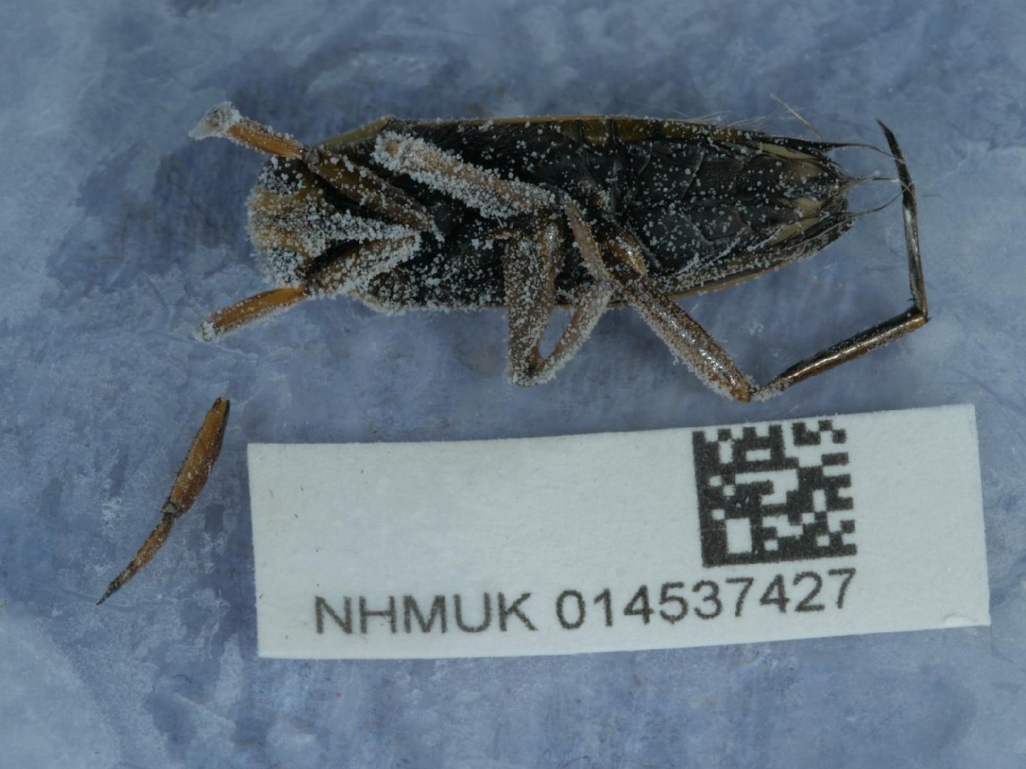 Notonecta obliqua