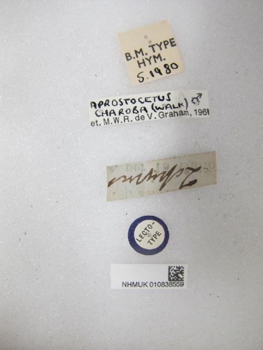 Cirrospilus zopyrus Walker, 1840 - 010838559_Labels