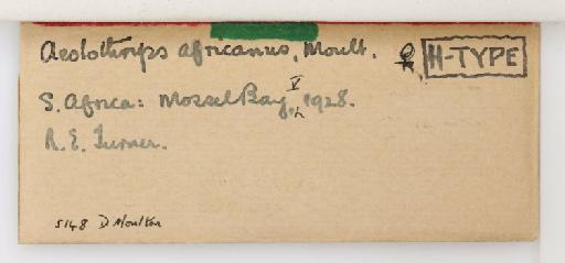 Aeolothrips africanus Moulton, 1936 - 013567240_additional