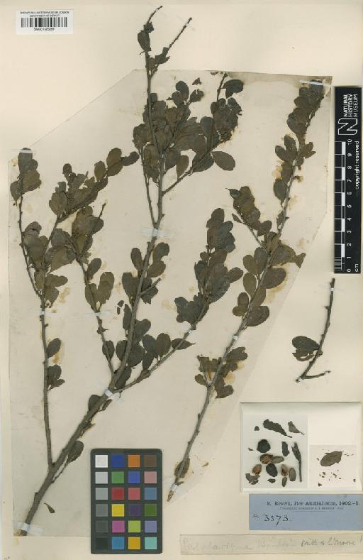 Petalostigma banksii Britton & S.Moore - BM001125287