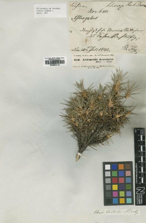 Astragalus myriacanthus Boiss. - BM000885190