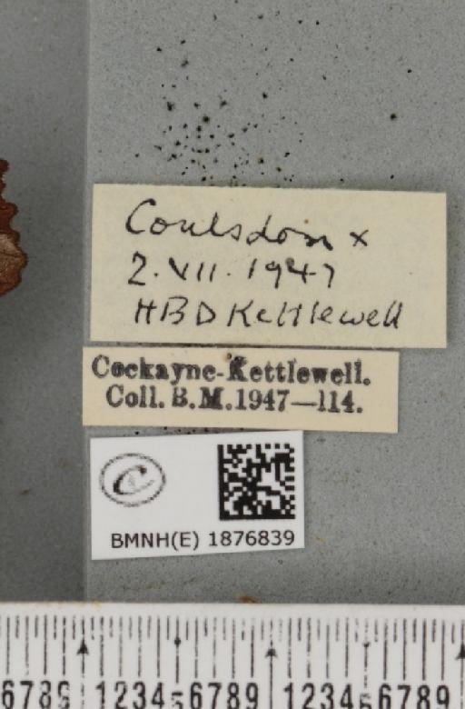 Selenia tetralunaria ab. nigrescens Cockayne, 1949 - BMNHE_1876839_label_449215