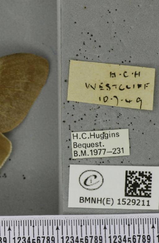 Macrothylacia rubi (Linnaeus, 1758) - BMNHE_1529211_label_196647