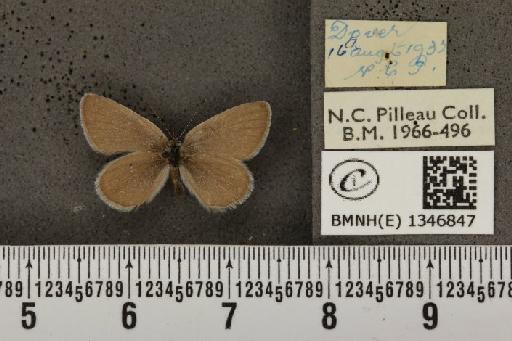 Cupido minimus ab. pallida Tutt, 1896 - BMNHE_1346847_150636
