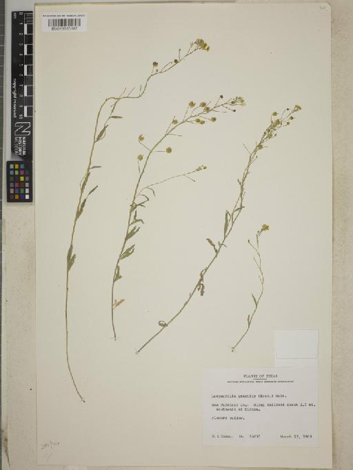 Lesquerella gracilis subsp. gracilis - BM013393187