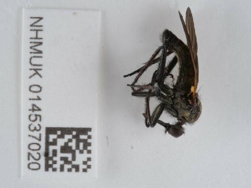 Empis (Euempis) tessellata Fabricius, 1794 - 014537020_2