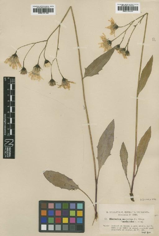 Hieracium caesium subsp. madarodes (Dahlst.) Zahn - BM001051095