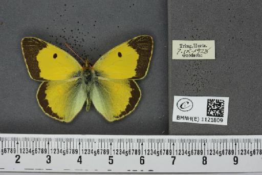 Colias croceus ab. cremonae Verity, 1911 - BMNHE_1121809_83317