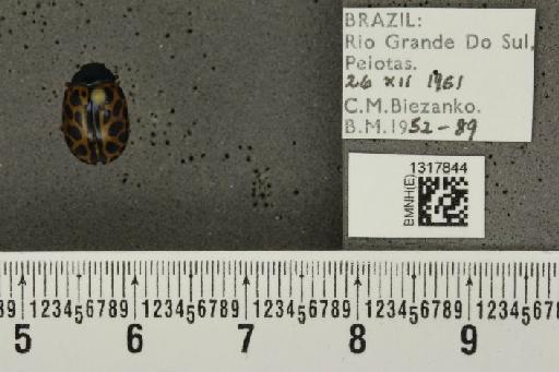 Calligrapha (Calligrapha) polyspila (Germar, 1821) - BMNHE_1317844_17539