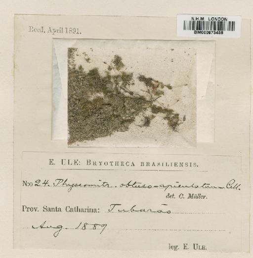 Funaria obtuso-apiculata (Müll.Hal.) Broth. - BM000873458